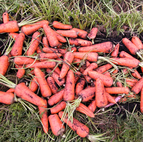 Safely Using Manure In The Garden