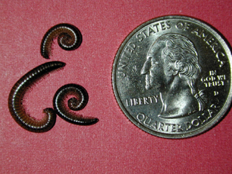 Millipedes