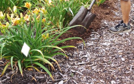 image of person applying wood mulch to flower bed
