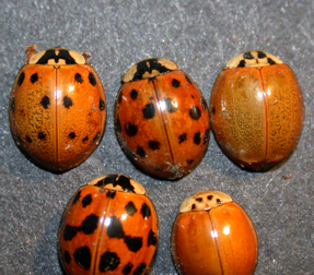 Multicolored Asian lady beetles come in many different color forms.