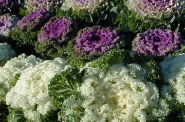 Ornamental cabbages and kales are prized for their brightly colored foliage.