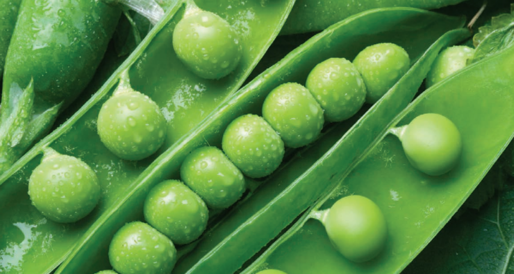 Handbook of Pea Diseases