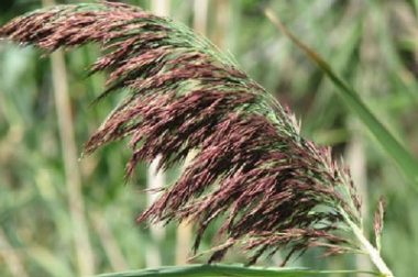 Invasive phragmites forms a grayish-purple, feather-like flower head and leaves that are rough-margined, flat and gray-green.