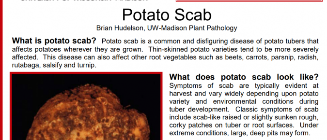 Potato Scab