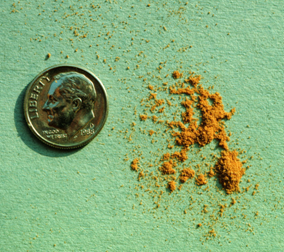 Powder-like frass of powder post beetles