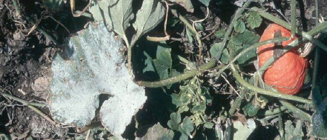 Vine Crops Disorder: Powdery Mildew