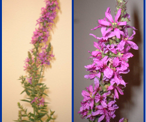 Purple loosestrife