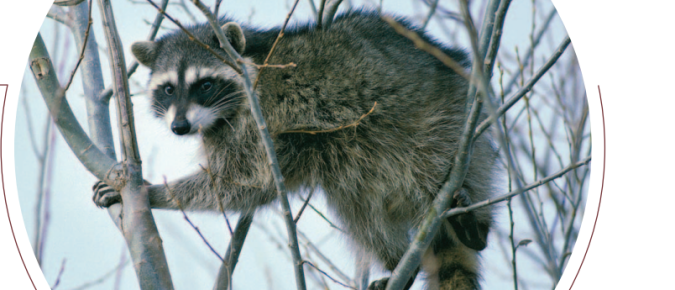 Raccoon Ecology and Damage Management