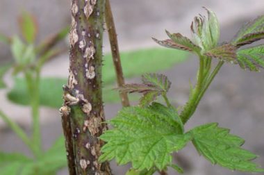 Anthracnose on raspberry canes. Note the sunken, gray centers and raised, purple edges. (Photo courtesy of Patricia McManus)