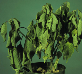 Wilting of poinsettia associated wtih Pythium root rot