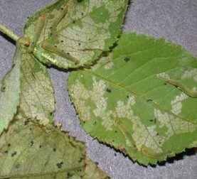 Sawfly larvae and their feeding damage on a rose leaf.
