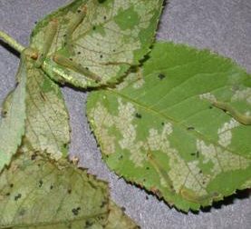 Roseslug Sawfly Wisconsin Horticulture