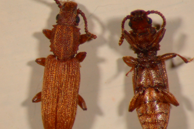 sawtoothed grain beetles