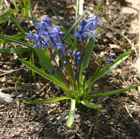 The leaves are held on the end of long petioles coming directly from the underground corm.