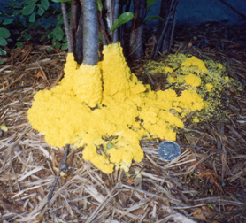A dog vomit slime mold is shown spreading across mulch and up the base of a shrub.