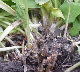 The southern blight fungus produces large numbers of spherical, light tan to dark red resting structures called sclerotia