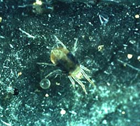 An adult spider mite and egg