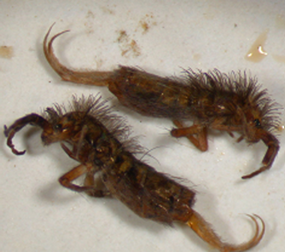 Springtail  Horticulture and Home Pest News