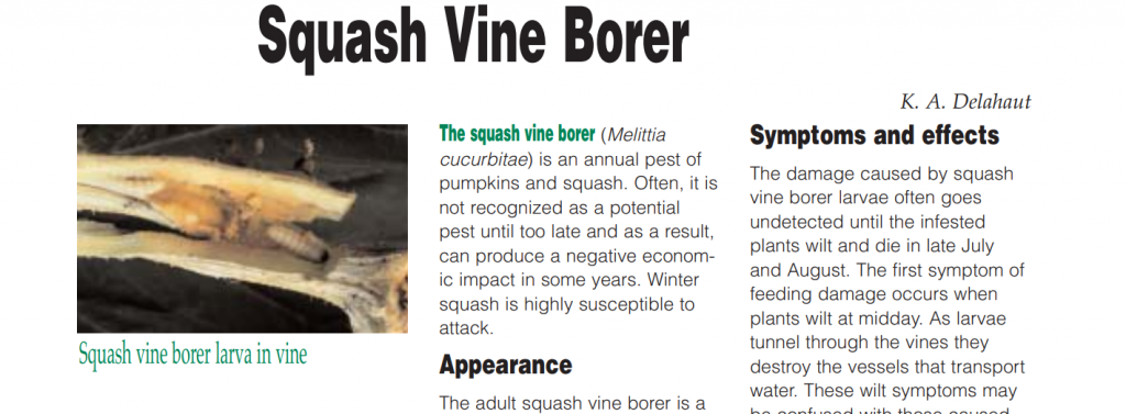Squash Vine Borer