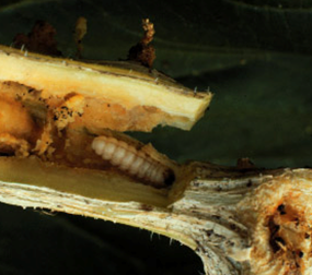 Squash vine borer larva in a vine