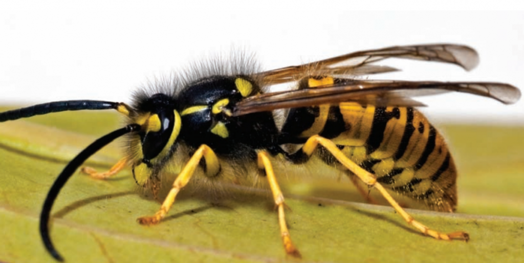 Outdoor Hazards in Wisconsin: A Guide to Insects, Plants, and Wildlife
