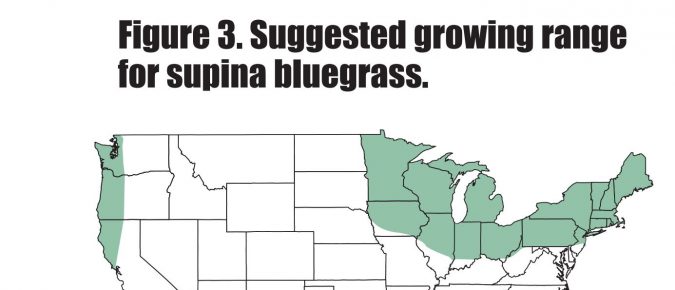 Supina Bluegrass for Lawns, Golf Courses and Athletic Fields