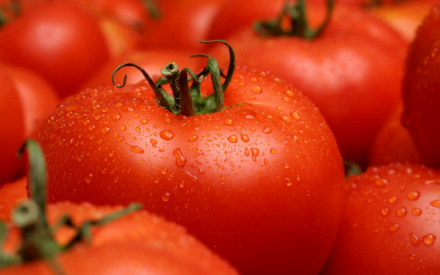 Summer Doldrums: Wilted Tomatoes in the Garden