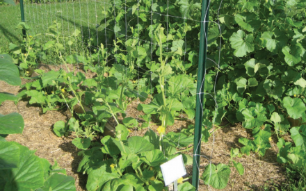 Trellising, Staking and Caging – Vertical gardening techniques for vine-type vegetables