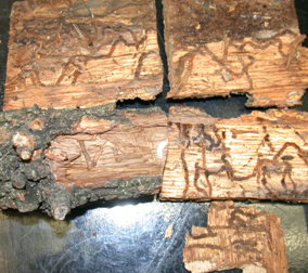Two-lined chestnut borer galleries