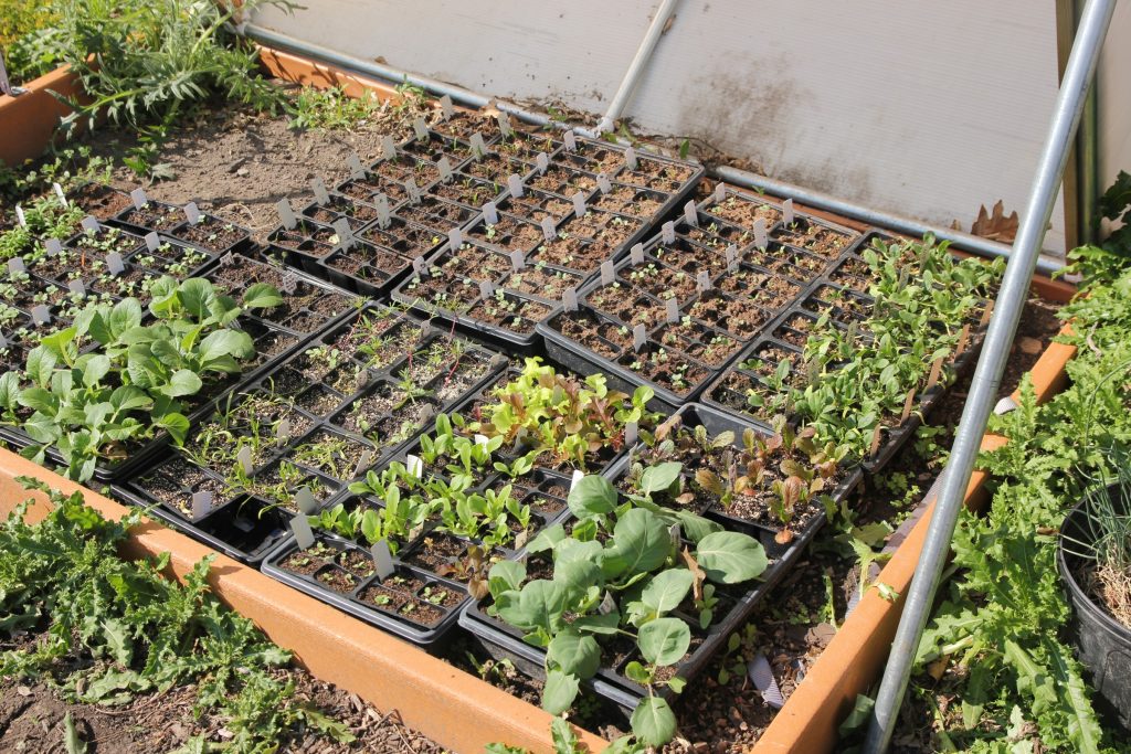 Growing Vegetables at Home: Questions and Answers