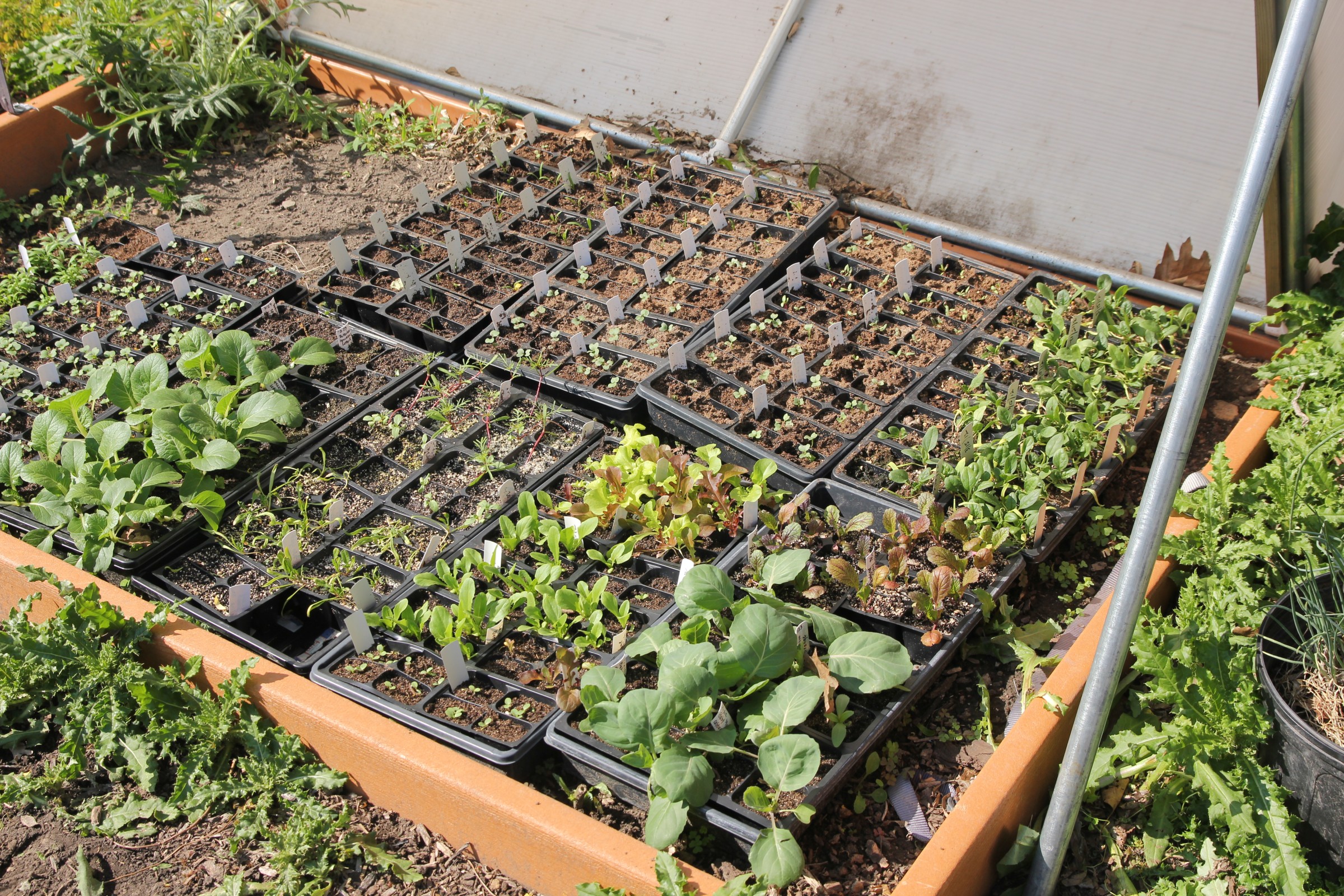 image of a variety of vegetable plants in a coldframe