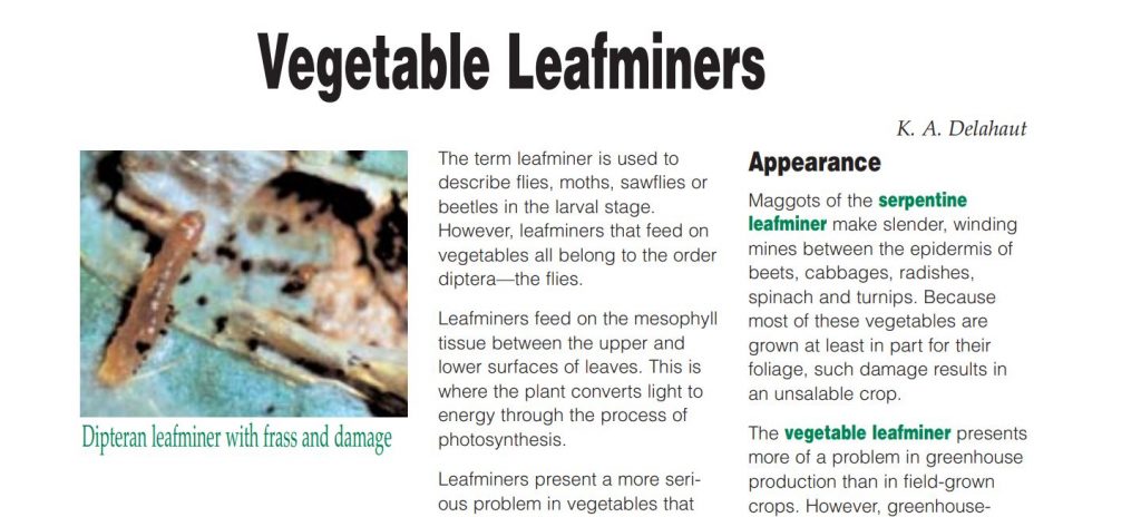Vegetable Leafminers