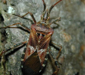 Western conifer seed bug