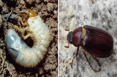 A typical white grub (left) and an adult May/June beetle (right). (Adult photo courtesy of Phil Pellitteri)