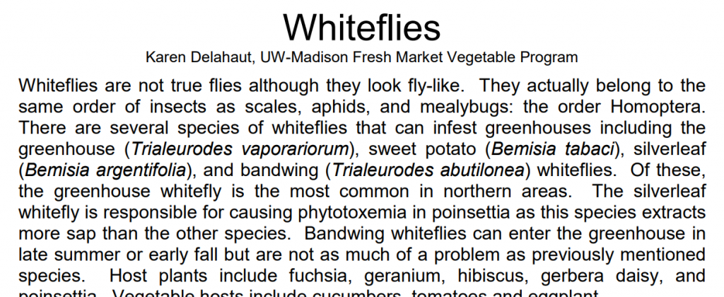 Whiteflies