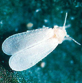 Whitefly Adult 