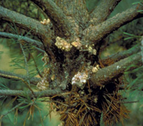 Tunneling by larvae in branch whorls leads to formation of masses of pitch. Photo courtesy of the Minnesota DNR, bugwood.org