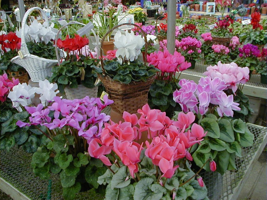 Cyclamen