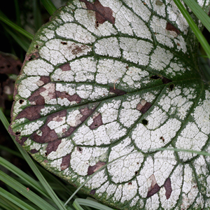 Angular dead areas on Brunnera leaves typical of infections by foliar nematodes. (Photo courtesy of Monica Lewandowski, The Ohio State University Plant Pathology)