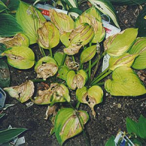 Foliar Nematode Hosta