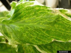 Blotchy leaf coloring (called mottling), discoloration along leaf veins and puckering of leaf tissue are typical symptoms of Hosta virus X. (Photo courtesy of Anette Phibbs)