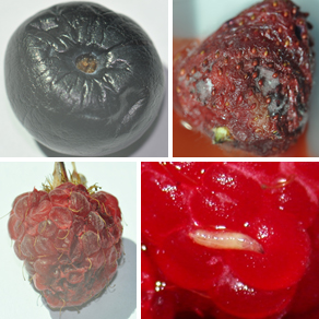 SWD damage (clockwise from lower left) on raspberry, blueberry and strawberry. An SWD larva on a raspberry fruit (lower right). (Fruit photos courtesy of USDA ARS HCRU-Lee Lab; larva photo courtesy of Phil Pellitteri)