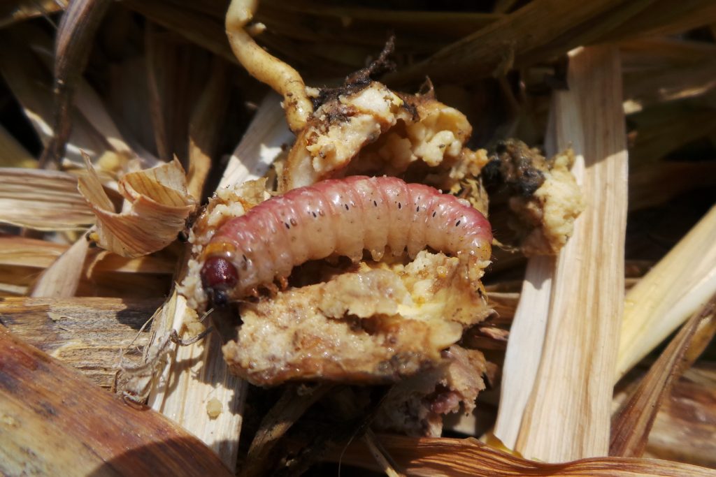Iris Borer