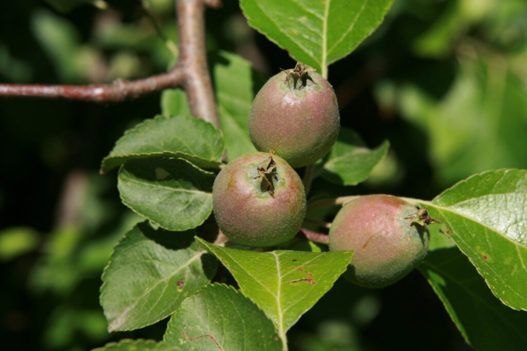 Plant Growth Regulator Use in Apples