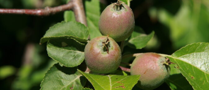 Plant Growth Regulator Use in Apples