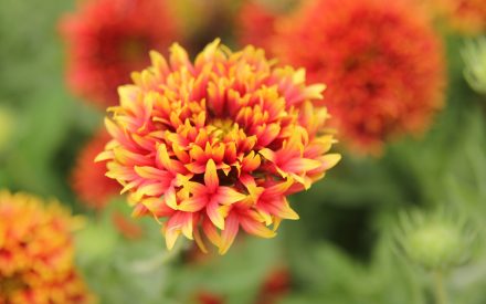 Blanket Flower, <em>Gaillardia</em> spp.