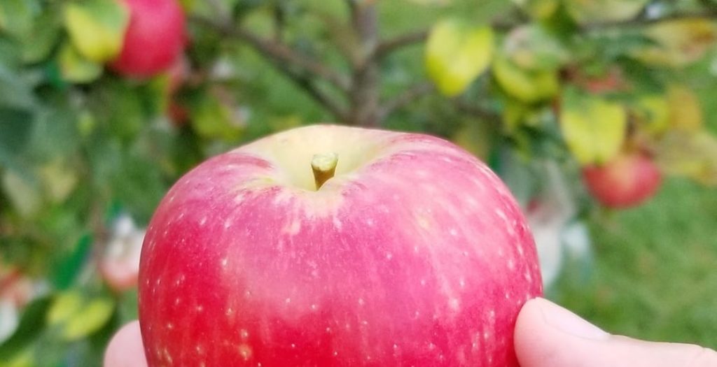Planning and Establishing Commercial Apple Orchards in Wisconsin