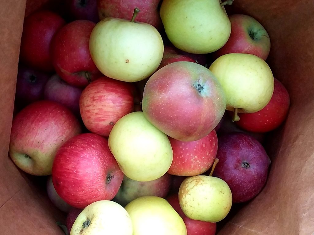 Identification, Management and Control of Major Apple Pests