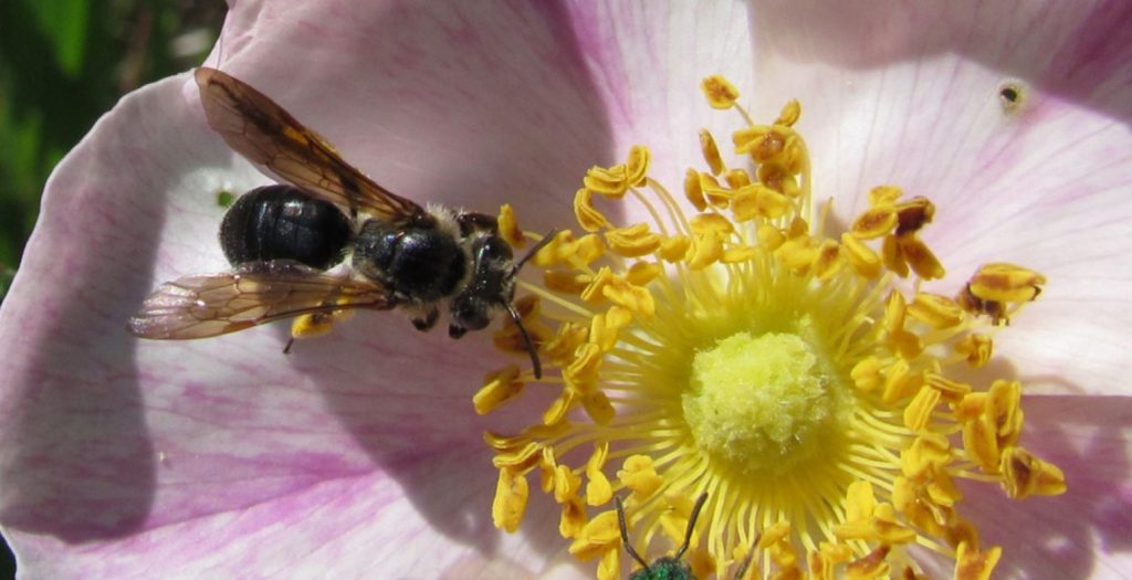 Supporting Native Bees: Our Essential Pollinators
