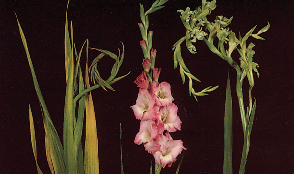Gladiolus Disorder: Virus Complex and Aster Yellows